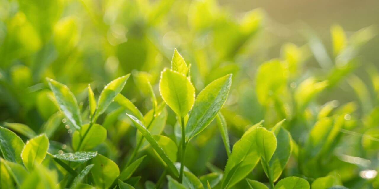 tea-leaves